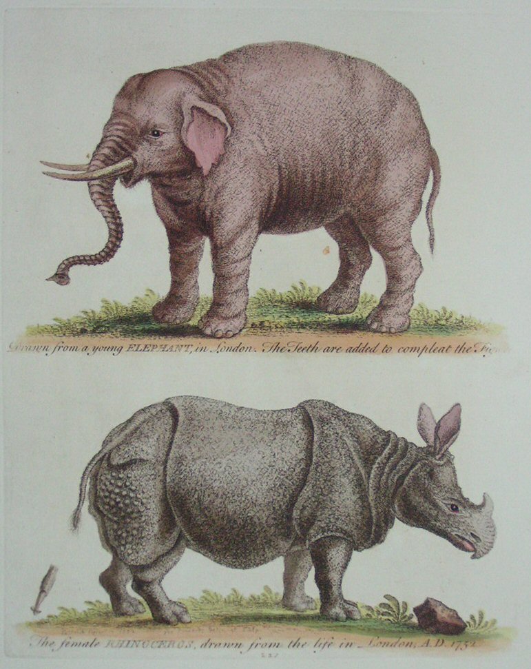 Print - (Elephant & Rhinoceros) - Edwards